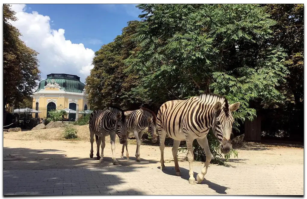 zwierzęta w Zoo